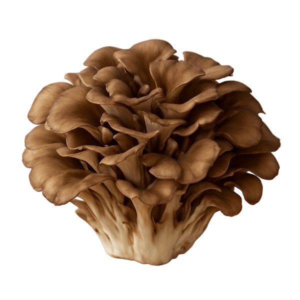 maitake mushroom photo
