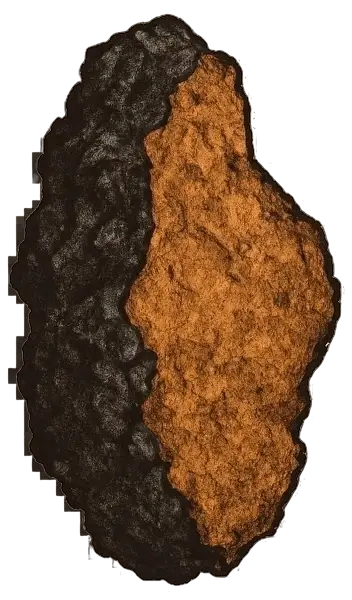 Chaga Mushroom photo