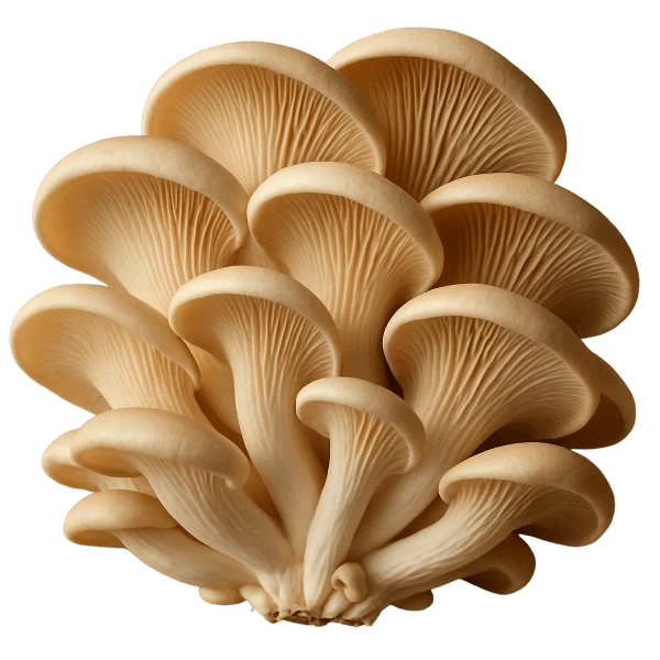 Oyster mushroom photo