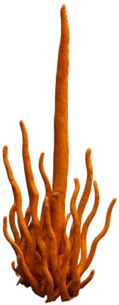 Cordycaps mushroom photot