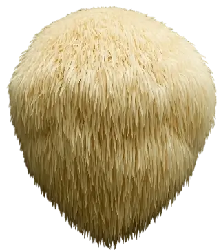 Lions Mane mushroom photo