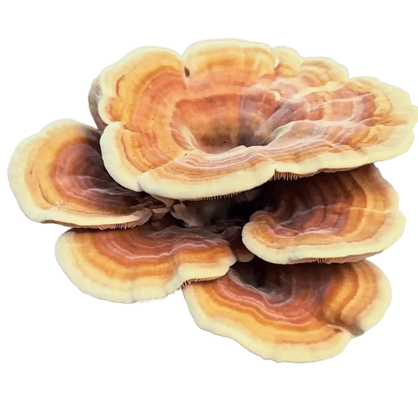 Reishi Mushroom photo